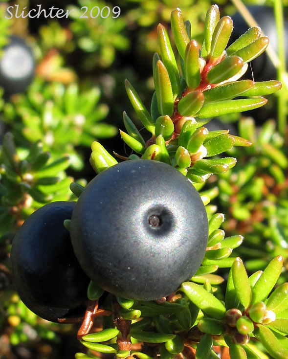 The black berry of Black Crowberry, Curlew Berry, Moss Berry: Empetrum nigrum (Synonyms: Empetrum eamesii ssp. hermaphroditum, Empetrum hermaphroditum, Empetrum nigrum ssp. hermaphroditum, Empetrum nigrum var. hermaphroditum)