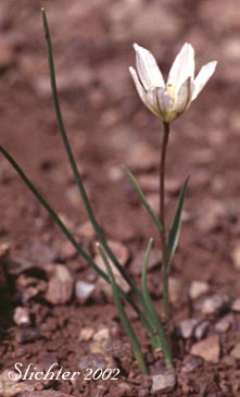 Alp Lily : Lloydia serotina