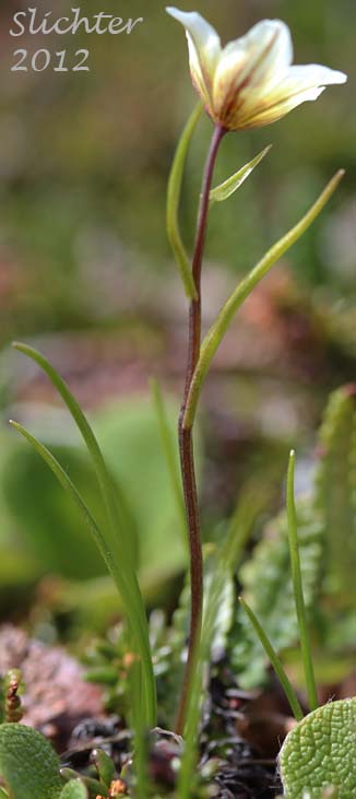 Alp Lily, Common Alplily: Lloydia serotina var. serotina (Synonym: Lloydia serotina ssp. serotina)