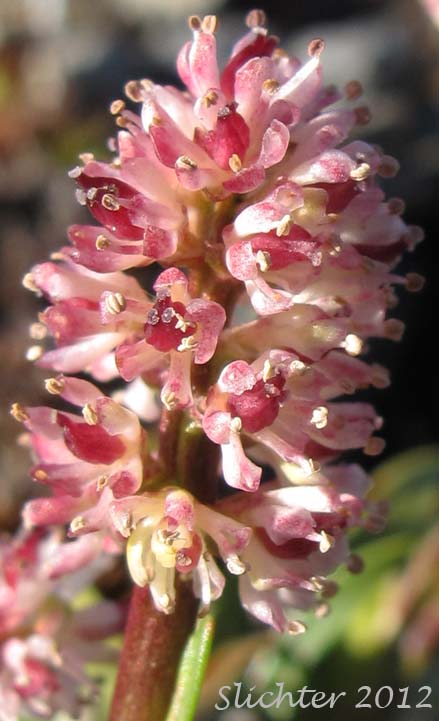 Close-up of the inflorescence of Northern Asphodel, Northern False Asphodel, Tofieldie Ecarlate: Tofieldia coccinea