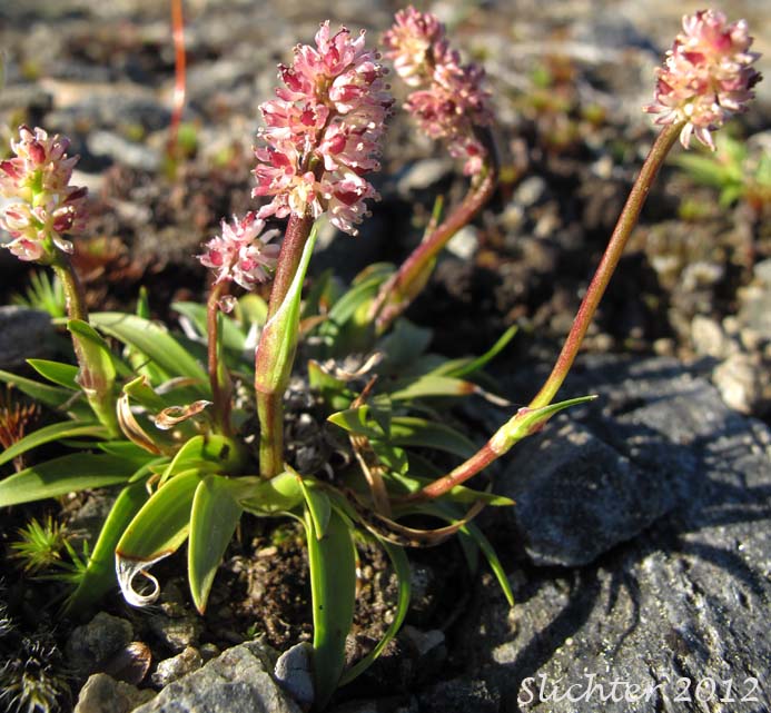 Northern Asphodel, Northern False Asphodel, Tofieldie Ecarlate: Tofieldia coccinea