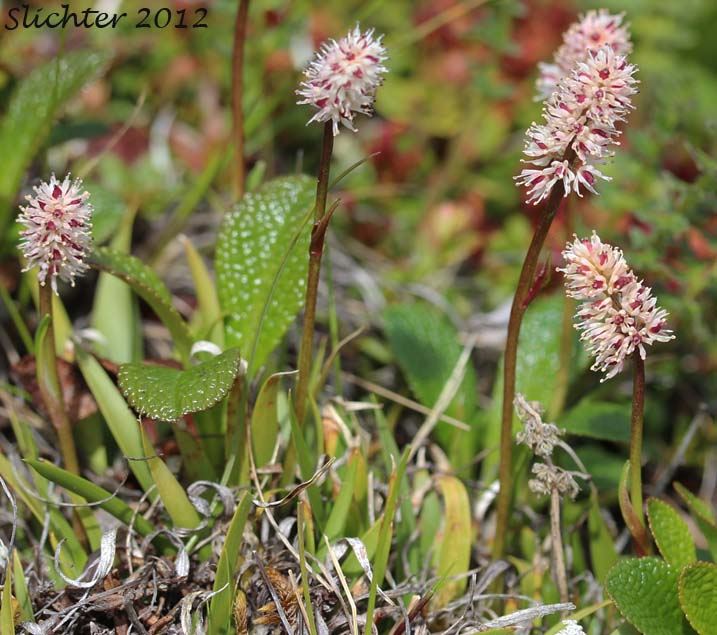Northern Asphodel, Northern False Asphodel, Tofieldie Ecarlate: Tofieldia coccinea
