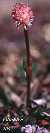 Northern Asphodel: Tofieldia coccinea