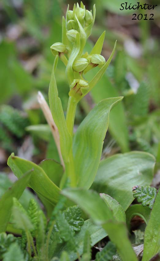 Frog Orchid, Longbract Frog Orchid: Coeloglossum viride (Synonyms: Coeloglossum bracteatum, Coeloglossum viride, Coeloglossum viride ssp. bracteatum, Coeloglossum viride var. islandicum, Coeloglossum viride var. virescens, Coeloglossum viride ssp. viride, Coeloglossum viride var. viride, Dactylorhiza viridis, Habenaria bracteata, Habenaria viridis, Habenaria viridis ssp. bracteata, Habenaria viridis var. bracteata, Habenaria viridis var. interjecta)