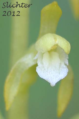 Close-up frontal view of a flower of Early Coral-root, Northern Coral-root, Yellow Coral Root, Corallorhize trifide: Corallorhiza trifida (Synonyms: Corallorhiza corallorhiza, Corallorhiza corallorhiza var. coloradensis, Corallorhiza innata, Corallorhiza innata var. virescens, Corallorhiza trifida var. verna, Corallorhiza trifida var. virescens, Corallorhiza verna, Corallorhiza wyomingensis)
