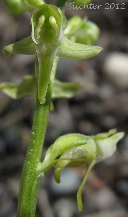 Close-ups of the flowers of Bluntleaved Orchid, Small Northern Bog Orchid: Platanthera obtusata (Synonyms: Habenaria obtusata, Habenaria obtusata var. collectanea, Lysiella obtusata, Orchis obtusata)