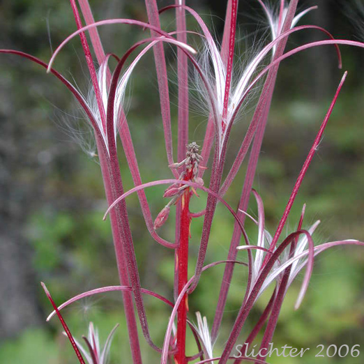 Seed pods of Bloodvine, Blooming Sally, Blooming Willow, Fireweed, Flowering Willow, Great Willow Herb, Narrow-leaved Fireweed, Purple Rocket, Rosebay Willow Herb, Tall Fireweed, Wickup, Wicopy, Wickape: Chamerion angustifolium ssp. circumvagum (Synonyms: Chamaenerion angustifolium, Chamerion angustifolium var. canescens, Chamerion danielsii, Chamerion platyphyllum, Epilobium angustifolium ssp. circumvagum, Epilobium angustifolium ssp. macrophyllum, Epilobium angustifolium var. abbreviatum, Epilobium angustifolium var. canescens, Epilobium angustifolium var. macrophyllum, Epilobium angustifolium var. platyphyllum)
