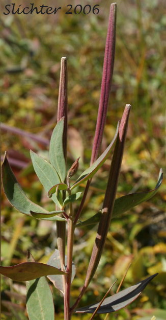 Fruits of Broad-leaved Fireweed, Dwarf Fireweed: Chamerion latifolium (Synonym: Epilobium latifolium)