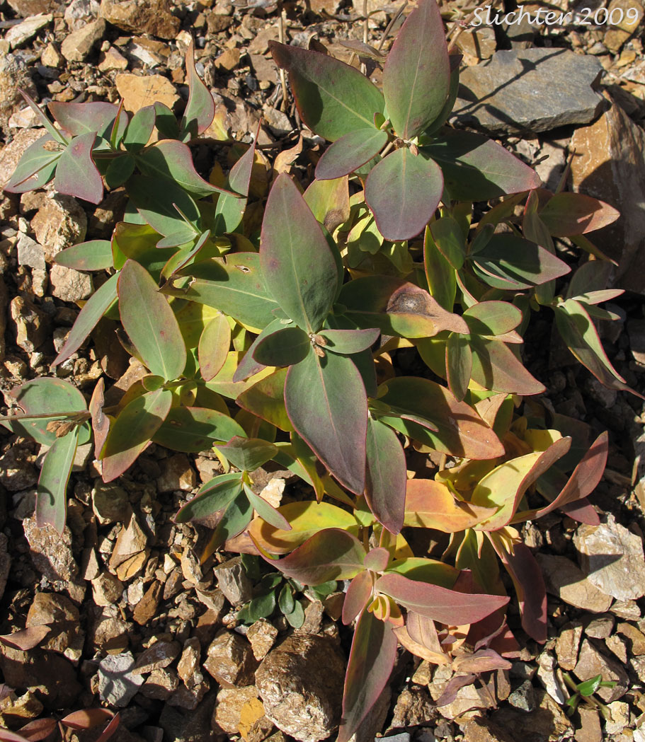Broad-leaved Fireweed, Dwarf Fireweed: Chamerion latifolium (Synonym: Epilobium latifolium)