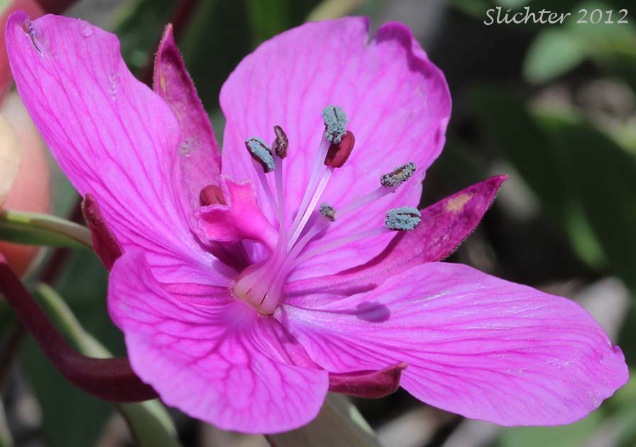 Close-up view of the flower of Broad-leaved Fireweed, Dwarf Fireweed, Red Willowherb, River Beauty: Chamerion latifolium (Synonyms: Chamaenerion latifolium, Chamerion subdentatum, Epilobium latifolium)