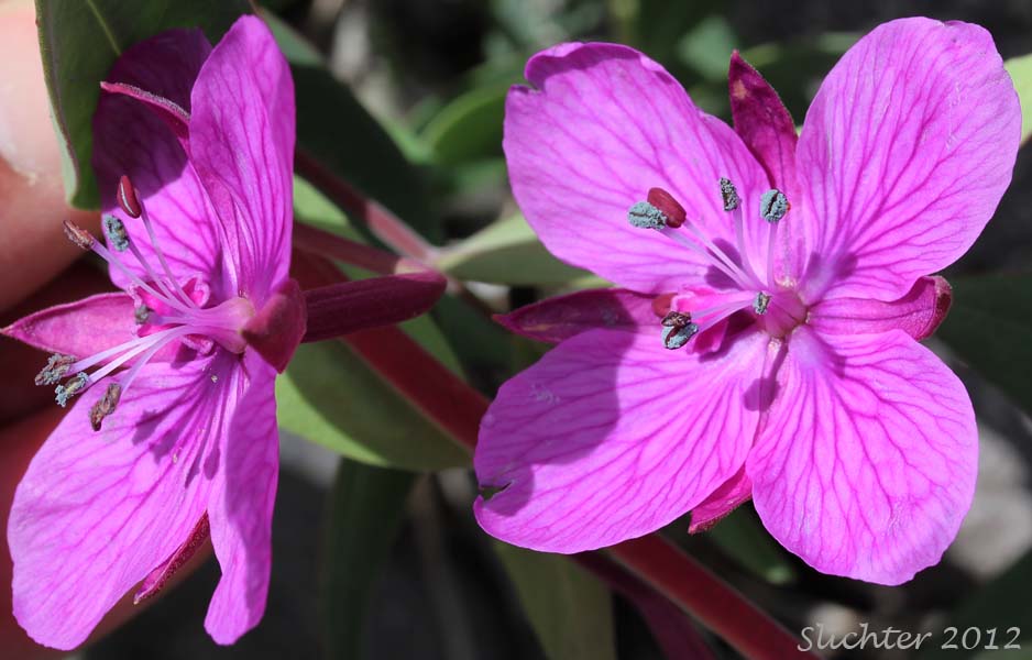 Close-up view of the flowers of Broad-leaved Fireweed, Dwarf Fireweed, Red Willowherb, River Beauty: Chamerion latifolium (Synonyms: Chamaenerion latifolium, Chamerion subdentatum, Epilobium latifolium)