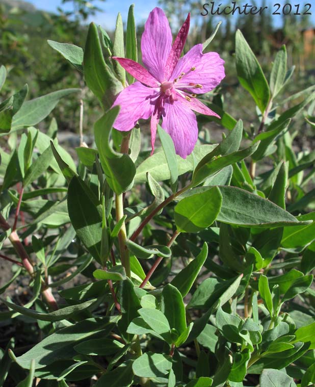 Broad-leaved Fireweed, Dwarf Fireweed, Red Willowherb, River Beauty: Chamerion latifolium (Synonyms: Chamaenerion latifolium, Chamerion subdentatum, Epilobium latifolium)