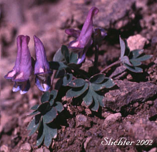 Few-flowered Corydalis, Fewflower Fumewort: Corydalis pauciflora (Synonyms: Corydalis arctica, Corydalis pauciflora var. albiflora, Corydalis pauciflora var. chamissonis, Fumaria pauciflora)