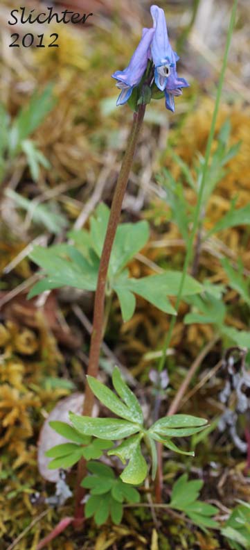 Few-flowered Corydalis, Fewflower Fumewort: Corydalis pauciflora (Synonyms: Corydalis arctica, Corydalis pauciflora var. albiflora, Corydalis pauciflora var. chamissonis, Fumaria pauciflora)