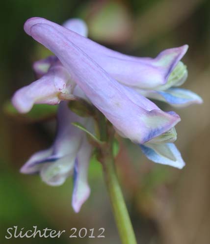 Close-ups of the flowers of Few-flowered Corydalis, Fewflower Fumewort: Corydalis pauciflora (Synonyms: Corydalis arctica, Corydalis pauciflora var. albiflora, Corydalis pauciflora var. chamissonis, Fumaria pauciflora)
