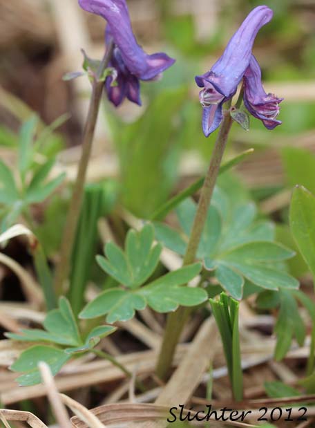 Few-flowered Corydalis, Fewflower Fumewort: Corydalis pauciflora (Synonyms: Corydalis arctica, Corydalis pauciflora var. albiflora, Corydalis pauciflora var. chamissonis, Fumaria pauciflora)