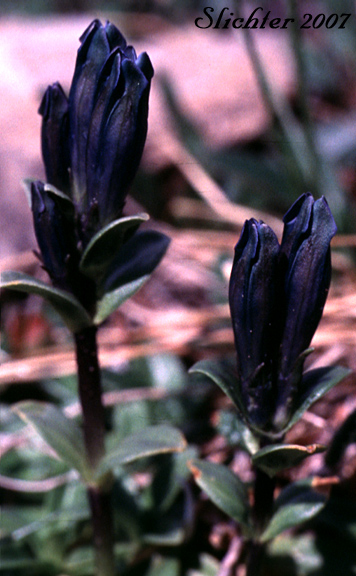 Glaucous Gentian, Inky Gentian, Pale Gentian, Smooth Alpine Gentian: Gentiana glauca (Synonyms: Dasystephana glauca, Gentianodes glauca)
