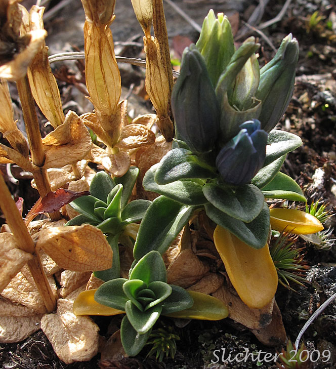 Glaucous Gentian, Inky Gentian, Pale Gentian, Smooth Alpine Gentian: Gentiana glauca (Synonyms: Dasystephana glauca, Gentianodes glauca)