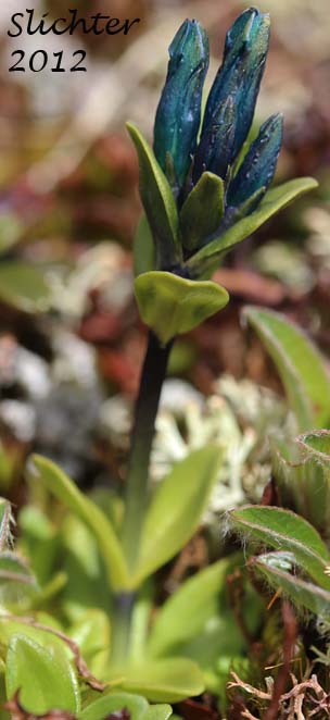 Glaucous Gentian, Inky Gentian, Pale Gentian, Smooth Alpine Gentian: Gentiana glauca (Synonyms: Dasystephana glauca, Gentianodes glauca)