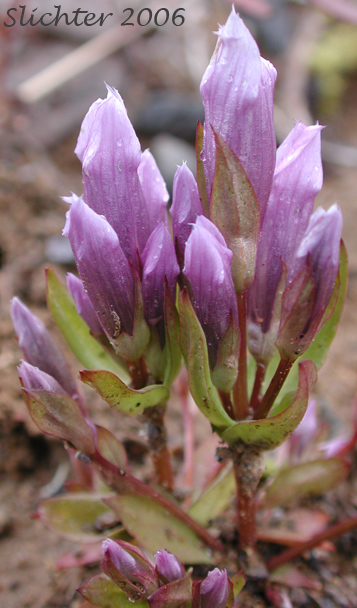 Fourpart Dwarf Gentian, Four-parted Gentian, Four-petalled Gentian: Gentianella propinqua ssp. propinqua (Synonyms: Gentiana arctophila, Gentiana propinqua, Gentiana propinqua ssp. arctophila, Gentianella propinqua ssp. arctophila)