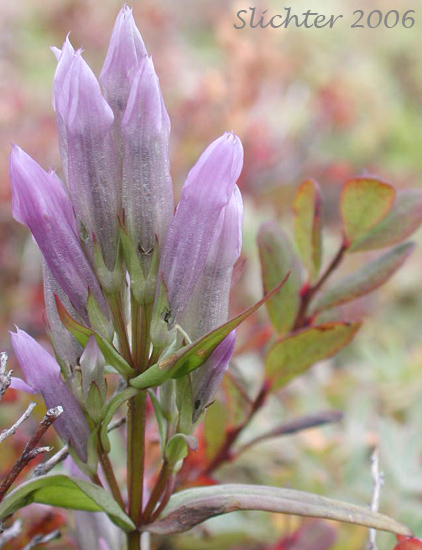 Fourpart Dwarf Gentian, Four-parted Gentian, Four-petalled Gentian: Gentianella propinqua ssp. propinqua (Synonyms: Gentiana arctophila, Gentiana propinqua, Gentiana propinqua ssp. arctophila, Gentianella propinqua ssp. arctophila)