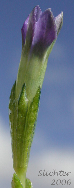 Flower of Moss Gentian, Pygmy Gentian: Gentiana prostrata (Synonyms: Chondrophylla nutans, Chondrophylla prostrata, Ciminalis prostrata, Gentiana nutans, Gentiana prostrata var. americana)