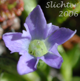 Flower of Moss Gentian, Pygmy Gentian: Gentiana prostrata (Synonyms: Chondrophylla nutans, Chondrophylla prostrata, Ciminalis prostrata, Gentiana nutans, Gentiana prostrata var. americana)