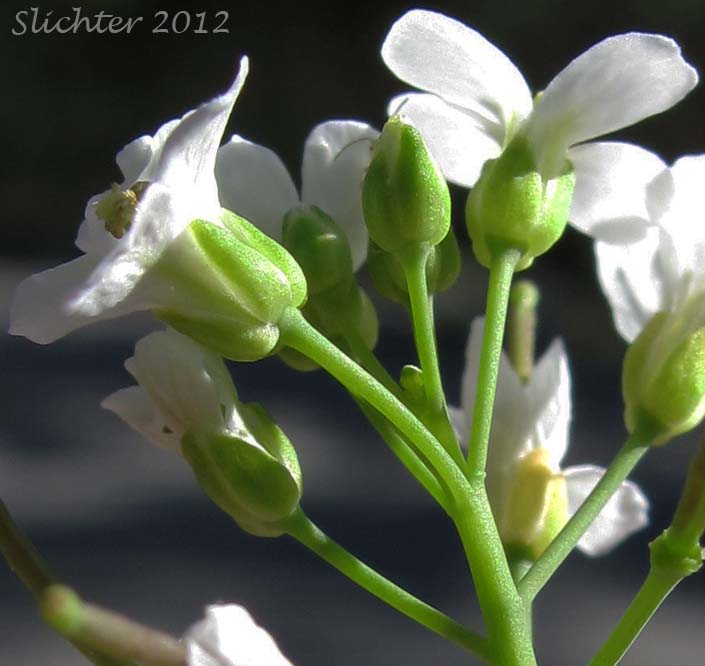 Close-up sideview of the flowers of Kamchatka Rockcress, Lyrate Rockcress: Arabis lyrata ssp. kamchatica (Synonyms: Arabis lyrata ssp. kamchatica, Arabis lyrata var. kamchatica, Cardaminopsis kamchatica)