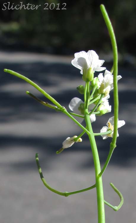 Close-up of the inflorescence of Kamchatka Rockcress, Lyrate Rockcress: Arabis lyrata ssp. kamchatica (Synonyms: Arabis lyrata ssp. kamchatica, Arabis lyrata var. kamchatica, Cardaminopsis kamchatica)