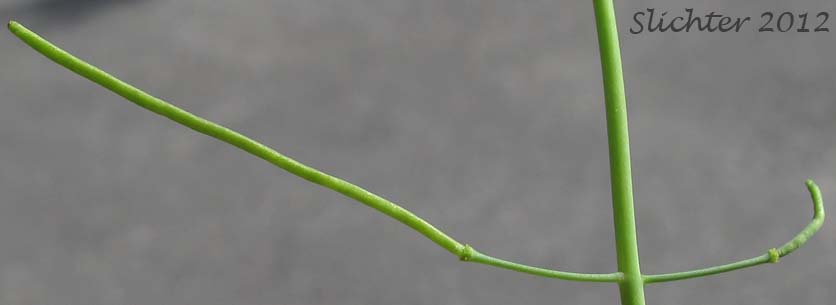 Close-up of the spreading fruits of Kamchatka Rockcress, Lyrate Rockcress: Arabis lyrata ssp. kamchatica (Synonyms: Arabis lyrata ssp. kamchatica, Arabis lyrata var. kamchatica, Cardaminopsis kamchatica)