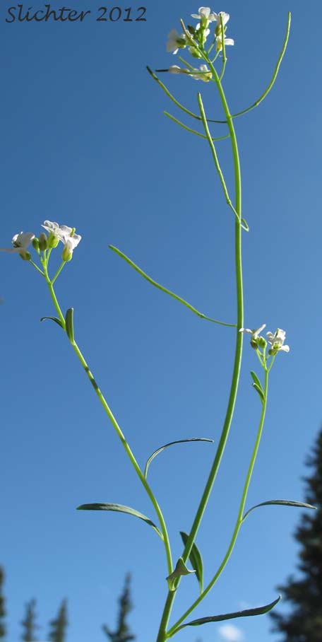 Upper stem leaves, developing fruits and flowers of Kamchatka Rockcress, Lyrate Rockcress: Arabis lyrata ssp. kamchatica (Synonyms: Arabis lyrata ssp. kamchatica, Arabis lyrata var. kamchatica, Cardaminopsis kamchatica)