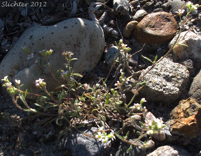 Low Braya, Low Northern-rockcress: Braya humilis ssp. humilis (Synonyms: Arabidopsis novae-angliae, Arabidopsis richardsonii, Braya humilis, Braya humilis ssp. abbei, Braya humilis ssp. arctica, Braya humilis ssp. ellesmerensis, Braya humilis ssp. maccallae, Braya humilis ssp. porsildii, Braya humilis ssp. richardsonii, Braya humilis ssp. ventosa, Braya humilis var. abbei, Braya humilis var. arctica, Braya humilis var. interior, Braya humilis var. laurentiana, Braya humilis var. leiocarpa, Braya humilis var. novae-angliae, Braya humilis var. ventosa, Braya intermedia, Braya novae-angliae, Braya novae-angliae var. interior, Braya humilis var. laurentiana, Braya richardsonii, Neotorularia humilis, Pilosella novae-angliae, Pilosella richardsonii, Sisymbrium humile, Torularia arctica, Torularia humilis, Torularia humilis ssp. arctica)