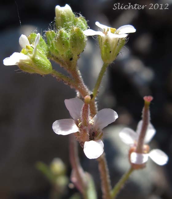 Close-up of the flowers and developing fruits of Low Braya, Low Northern-rockcress: Braya humilis ssp. humilis (Synonyms: Arabidopsis novae-angliae, Arabidopsis richardsonii, Braya humilis, Braya humilis ssp. abbei, Braya humilis ssp. arctica, Braya humilis ssp. ellesmerensis, Braya humilis ssp. maccallae, Braya humilis ssp. porsildii, Braya humilis ssp. richardsonii, Braya humilis ssp. ventosa, Braya humilis var. abbei, Braya humilis var. arctica, Braya humilis var. interior, Braya humilis var. laurentiana, Braya humilis var. leiocarpa, Braya humilis var. novae-angliae, Braya humilis var. ventosa, Braya intermedia, Braya novae-angliae, Braya novae-angliae var. interior, Braya humilis var. laurentiana, Braya richardsonii, Neotorularia humilis, Pilosella novae-angliae, Pilosella richardsonii, Sisymbrium humile, Torularia arctica, Torularia humilis, Torularia humilis ssp. arctica)