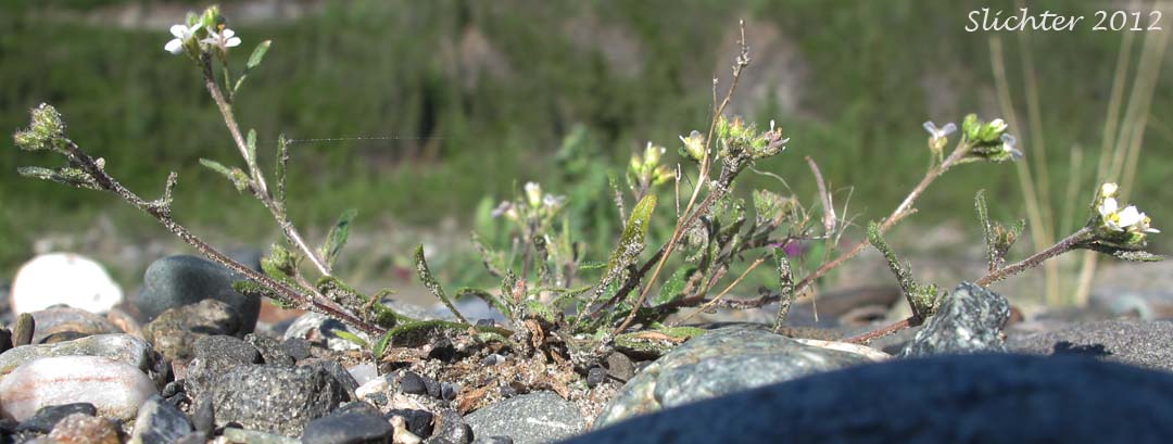 Low Braya, Low Northern-rockcress: Braya humilis ssp. humilis (Synonyms: Arabidopsis novae-angliae, Arabidopsis richardsonii, Braya humilis, Braya humilis ssp. abbei, Braya humilis ssp. arctica, Braya humilis ssp. ellesmerensis, Braya humilis ssp. maccallae, Braya humilis ssp. porsildii, Braya humilis ssp. richardsonii, Braya humilis ssp. ventosa, Braya humilis var. abbei, Braya humilis var. arctica, Braya humilis var. interior, Braya humilis var. laurentiana, Braya humilis var. leiocarpa, Braya humilis var. novae-angliae, Braya humilis var. ventosa, Braya intermedia, Braya novae-angliae, Braya novae-angliae var. interior, Braya humilis var. laurentiana, Braya richardsonii, Neotorularia humilis, Pilosella novae-angliae, Pilosella richardsonii, Sisymbrium humile, Torularia arctica, Torularia humilis, Torularia humilis ssp. arctica)
