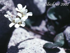 Alpine Bittercress: Cardamine bellidifolia (Synonyms: Cardamine bellidifolia var. beringensis, Cardamine bellidifolia var. laxa, Cardamine bellidifolia var. pachyphylla, Cardamine bellidifolia var. pinnatifida)