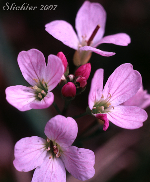 Flowers of Cuckoo Flower, Lady's Smock, Meadowcress: Cardamine pratensis (Synonym: Dracamine pratensis)