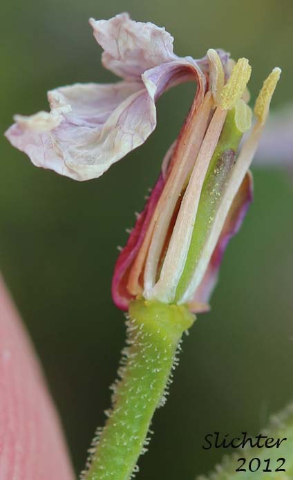 Close-up of the floral parts of Cuckoo Flower, Lady's Smock, Meadowcress: Cardamine pratensis (Synonym: Dracamine pratensis)