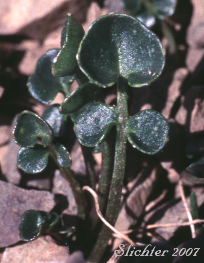 Basal leaves of Bittercress, Purple Bittercress, Purplecress: Cardamine purpurea (Synonyms: Cardamine purpurea var. albiflora, Cardamine purpurea var. albiflos, Cardamine purpurea var. lactiflora)