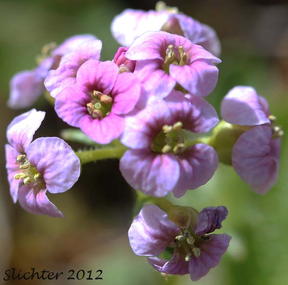 Close-up of the inflorescence of Bittercress, Purple Bittercress, Purplecress: Cardamine purpurea (Synonyms: Cardamine purpurea var. albiflora, Cardamine purpurea var. albiflos, Cardamine purpurea var. lactiflora)