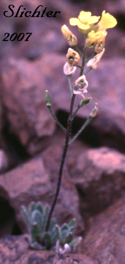 Alpine Draba: Draba alpina (Synonyms: Draba alpina var. hydeana, Draba alpina var. inflatisiliqua)
