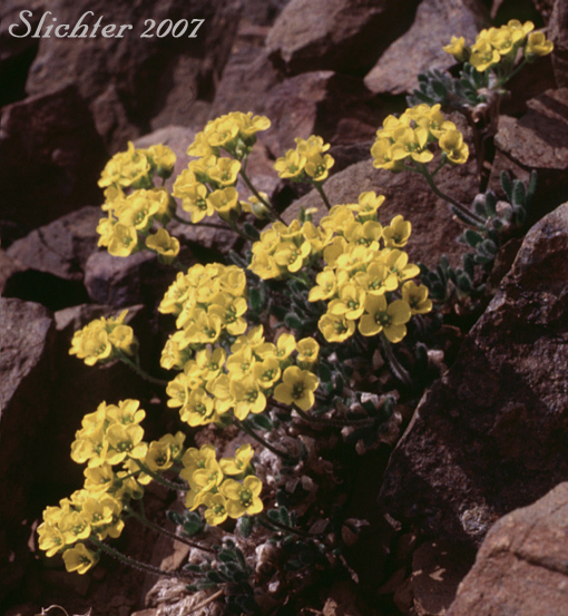 Alpine Draba: Draba alpina (Synonyms: Draba alpina var. hydeana, Draba alpina var. inflatisiliqua)