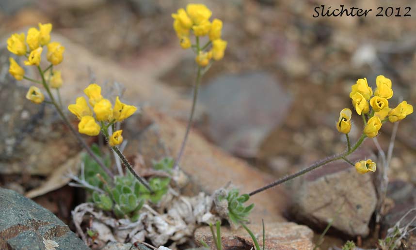 Alpine Draba: Draba alpina (Synonyms: Draba alpina var. hydeana, Draba alpina var. inflatisiliqua)