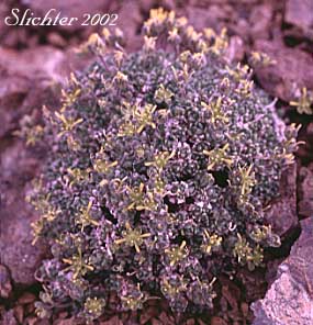 Anadyr Draba: Draba stenopetala (Synonym: Draba stenopetala var. purpurea)
