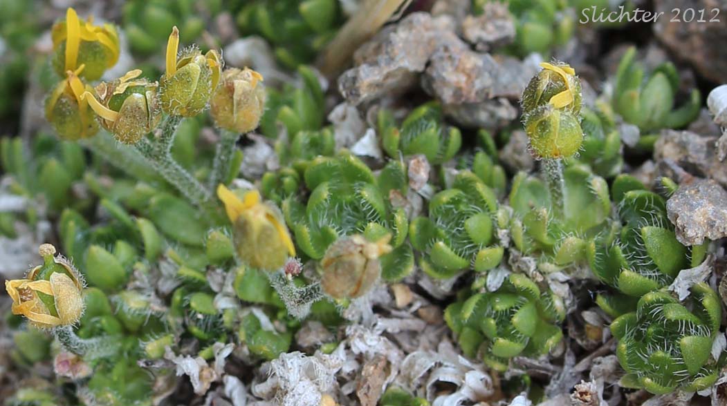 Anadyr Draba: Draba stenopetala (Synonym: Draba stenopetala var. purpurea)