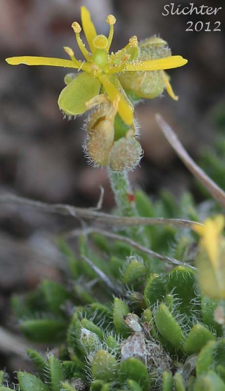 Anadyr Draba: Draba stenopetala (Synonym: Draba stenopetala var. purpurea)