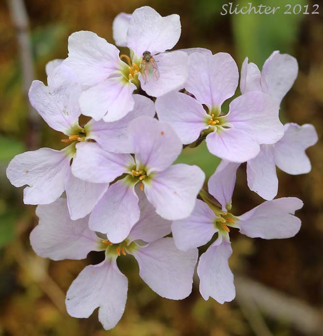 Close-up of the inflorescence of Nakedstem Wallflower, Parry's Wallflower: Parrya nudicaulis (Synonyms: Achoriphragma nudicaule, Arabis nudicaulis, Cardamine articulata, Cardamine nudicaulis, Matthiola nudicaulis, Neuroloma nudicaule, Parrya macrocarpa, Parrya nudicaulis var. grandiflora, Parrya nudicaulis ssp. interior, Parrya nudicaulis var. interior, Parrya nudicaulis ssp. septentrionalis)