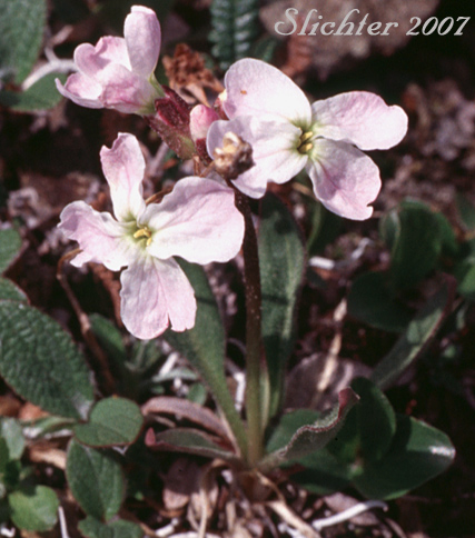 Nakedstem Wallflower, Parry's Wallflower: Parrya nudicaulis (Synonyms: Achoriphragma nudicaule, Arabis nudicaulis, Cardamine articulata, Cardamine nudicaulis, Matthiola nudicaulis, Neuroloma nudicaule, Parrya macrocarpa, Parrya nudicaulis var. grandiflora, Parrya nudicaulis ssp. interior, Parrya nudicaulis var. interior, Parrya nudicaulis ssp. septentrionalis)r