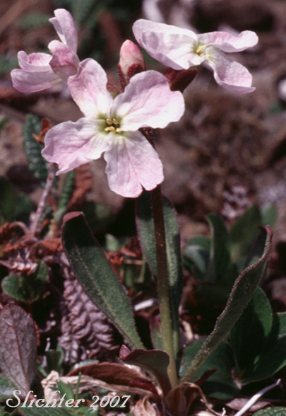 Nakedstem Wallflower, Parry's Wallflower: Parrya nudicaulis (Synonyms: Achoriphragma nudicaule, Arabis nudicaulis, Cardamine articulata, Cardamine nudicaulis, Matthiola nudicaulis, Neuroloma nudicaule, Parrya macrocarpa, Parrya nudicaulis var. grandiflora, Parrya nudicaulis ssp. interior, Parrya nudicaulis var. interior, Parrya nudicaulis ssp. septentrionalis)r
