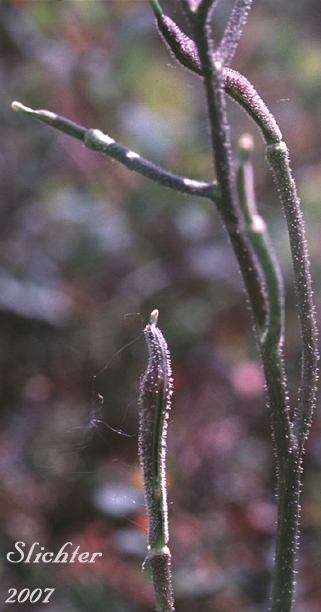 Nakedstem Wallflower, Parry's Wallflower: Parrya nudicaulis (Synonyms: Achoriphragma nudicaule, Arabis nudicaulis, Cardamine articulata, Cardamine nudicaulis, Matthiola nudicaulis, Neuroloma nudicaule, Parrya macrocarpa, Parrya nudicaulis var. grandiflora, Parrya nudicaulis ssp. interior, Parrya nudicaulis var. interior, Parrya nudicaulis ssp. septentrionalis)