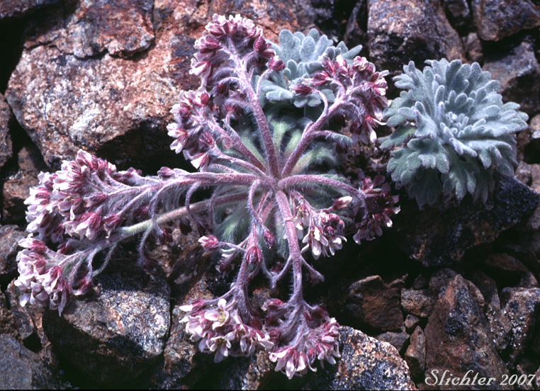 False Candytuft: Smelowskia borealis